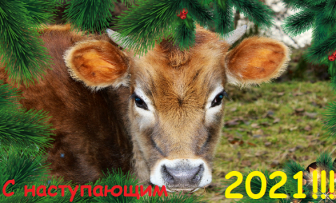 «Возьмём Быка за рога!»