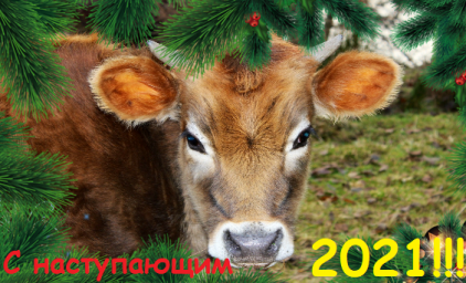 «Возьмём Быка за рога!»